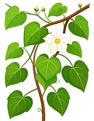 Cartoon illustration of a vine with heart-shaped leaves and a flower