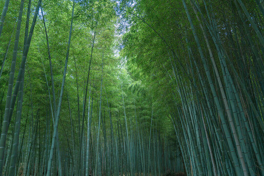 日本京都嵐山の竹林の風景
