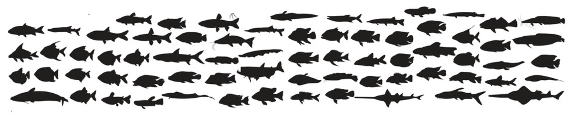Fototapeta premium collection of silhouettes of various kinds of fish