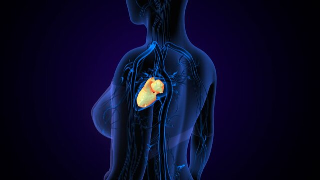 Left Heart Chambers Atrium and Ventricle anatomy. 3d illustrations