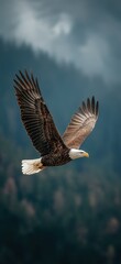 Obraz premium Bald eagle soaring in sky full body shot with wings spread wide above dark green forest mountain range and cloudy sky.