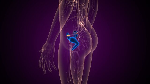 Human reproductive system anatomy. 3d illustrations