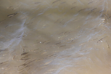 Naklejka premium a school of small forage fish in a muddy river 