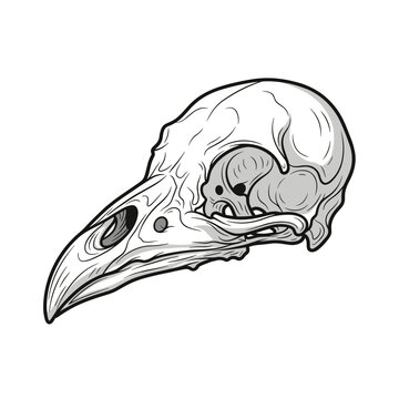 Bird Skull Fossil Illustration for Science and Anatomy