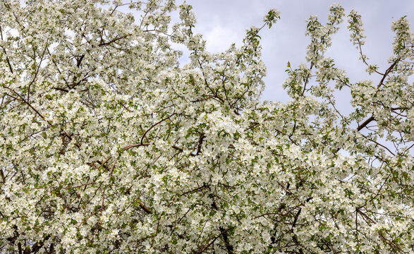 white flowering bushes in spring near the river
