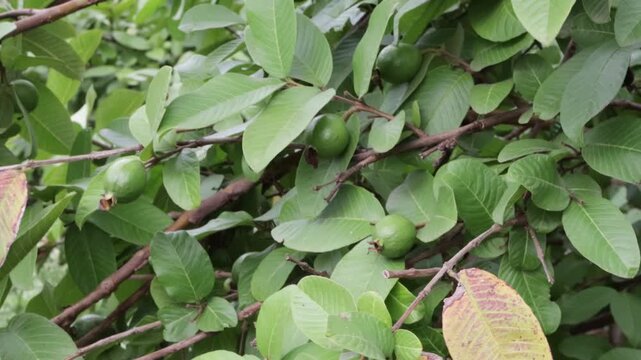 Unripe green guava fruits cluster developing amidst the dense foliage of a healthy tropical fruit bearing tree