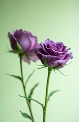Naklejka premium Two purple roses bloom against soft light green backdrop. Their velvety petals are fully unfurled, showcasing delicate layers, gentle curves. Green stems, leaves provide natural contrast to blossoms.
