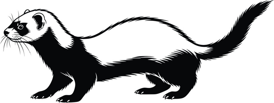 Ferret silhouette illustration