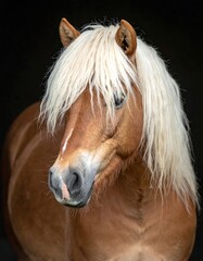 Chestnut horse with a long, flowing blonde mane against a dark backdrop