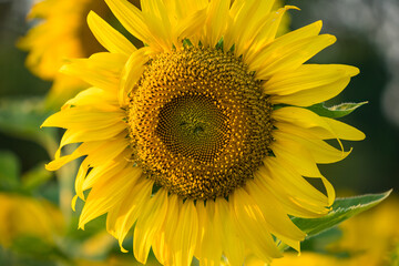 Close-up of a bright yellow sunflower in full bloom with a blurred field of sunflowers in the background