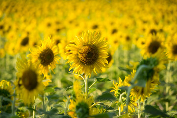 Obraz premium Close-up of a bright yellow sunflower in full bloom with a blurred field of sunflowers in the background