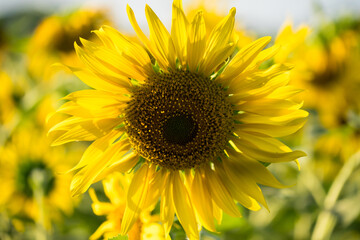 Obraz premium Close-up of a bright yellow sunflower in full bloom with a blurred field of sunflowers in the background