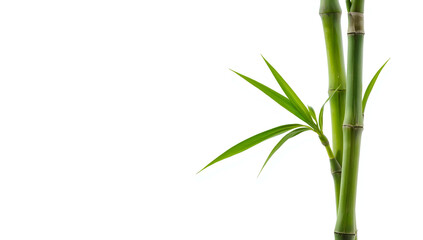 Obraz premium Fresh green bamboo shoot isolated on white background, symbolizing nature, growth, eco living, botanical simplicity, and organic freshness