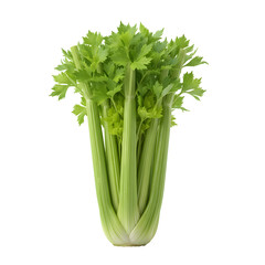 Fresh green fennel with feathery leaves and white bulb cutout isolated on transparent background