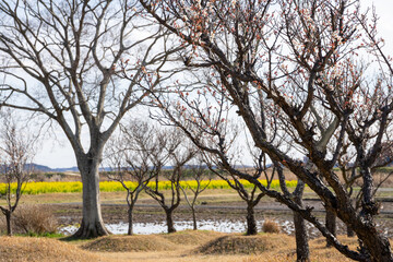 青空を背景にした梅の花