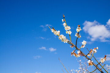 青空を背景にした梅の花