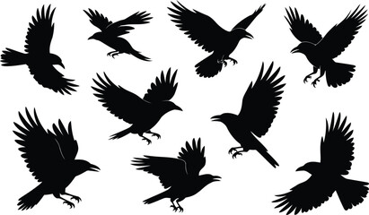 Obraz premium Collection of various black raven silhouettes in different flight poses on a clean white background