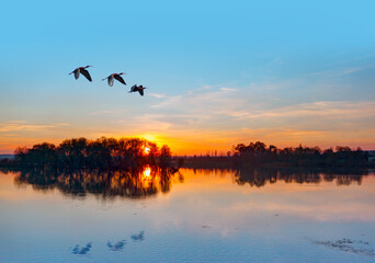 Silhouette of birds flying above the lake at amazing sunset