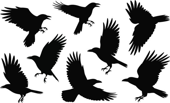Dynamic black silhouettes of multiple crows flying and taking off showing their powerful wing movements