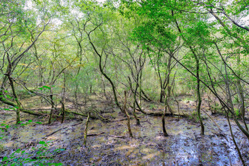 전북 정읍시 작은 월영습지의 여름