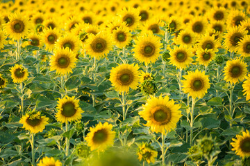 Obraz premium Vibrant field of blooming sunflowers with tall green stems under natural daylight in a rural summer landscape