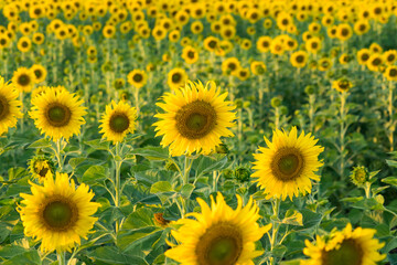 Obraz premium Vibrant field of blooming sunflowers with tall green stems under natural daylight in a rural summer landscape
