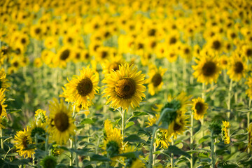 Obraz premium Vibrant field of blooming sunflowers with tall green stems under natural daylight in a rural summer landscape