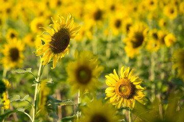 Obraz premium Vibrant field of blooming sunflowers with tall green stems under natural daylight in a rural summer landscape