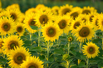 Fototapeta premium Vibrant field of blooming sunflowers with tall green stems under natural daylight in a rural summer landscape