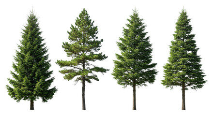 Fototapeta premium four detailed, unique evergreen conifers with emerald needles and dark trunks, isolated on a transparent background, high-key studio concept