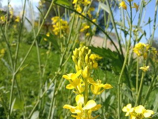 Obraz premium Early stage flower bud of Brassica campestris, commonly known as mustard plant, showing developing yellow flower buds with green sepals and tender stem growth in natural field conditions