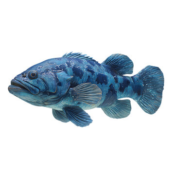 Coelacanth fish on white background