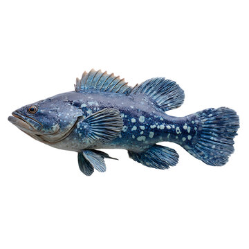 Coelacanth fish on white background