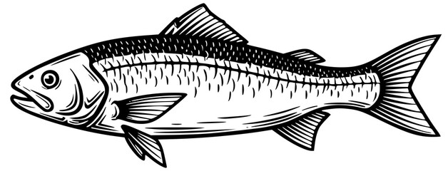 Vintage engraving style illustration of a herring fish isolated on white