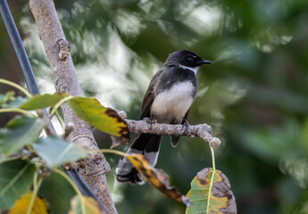 Obraz premium A close-up of a reed warbler in the wild on a sunny day in Thailand