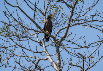A close-up view of a crowned eagle in the wild on a sunny day in Thailand