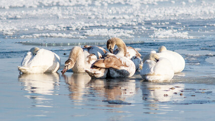 swans on the river