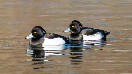 Fototapeta premium ducks on the lake