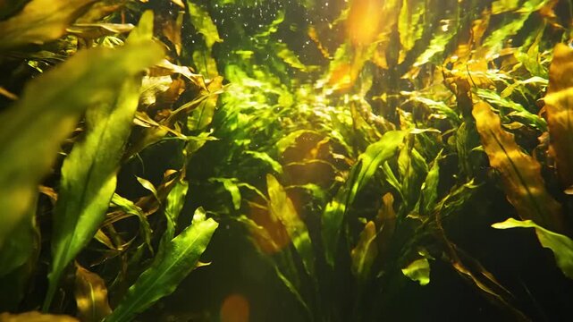 Sunlight refracts through a dense aquatic plant wall in a vibrant underwater ecosystem, showcasing the beauty of submerged flora.
