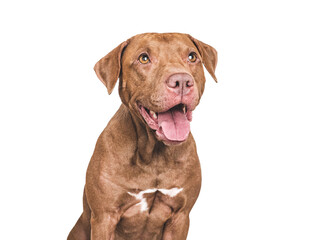 Naklejka na ściany i meble An adorable Pitbull sits against a white background. Dog smile. Closeup studio portrait indoors, isolated. Perfect for pet care, dog lovers, advertising and lifestyle content. Pet care concept