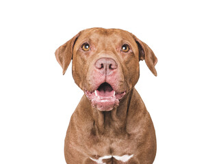 An adorable Pitbull sits against a white background. Dog smile. Closeup studio portrait indoors, isolated. Perfect for pet care, dog lovers, advertising and lifestyle content. Pet care concept