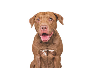 An adorable Pitbull sits against a white background. Dog smile. Closeup studio portrait indoors, isolated. Perfect for pet care, dog lovers, advertising and lifestyle content. Pet care concept