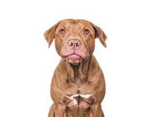 An adorable Pitbull sits against a white background. Closeup studio portrait indoors, isolated. Perfect for pet care, dog lovers, advertising and lifestyle content. Pet care concept