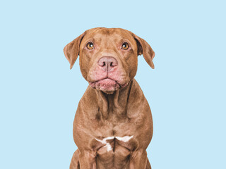 An adorable Pitbull sits against a white background. Closeup studio portrait indoors, isolated. Perfect for pet care, dog lovers, advertising and lifestyle content. Pet care concept