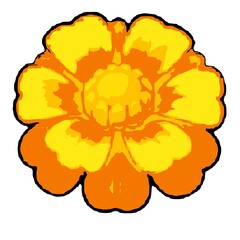 yellow flower isolated on white background