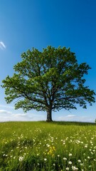 Fototapeta premium Vibrant green tree stands in a sunny meadow against a clear blue sky