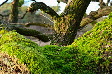 Fototapeta premium Vibrant green moss growing on a gnarled tree trunk in warm winter sunlight, macro nature texture at National Park Loonse en Drunense Duinen, Netherlands