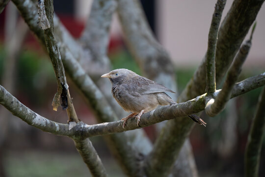 Yellow-billed babbler perched on a branch