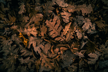 Autumn leaves background 