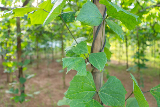 Hyacinth bean plant (Lablab purpureus) climbing a bamboo pole in a lush organic tropical garden.